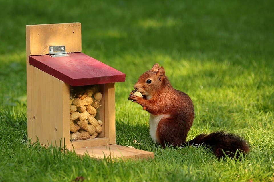 squirrel in front of peanut stash