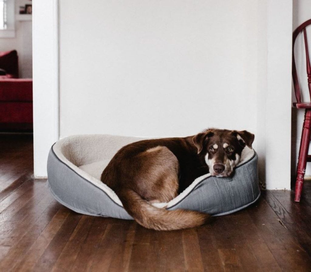 Dog sleeping in its bed